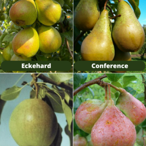 26/1 Eckehard + Conference + Desertnaja Rosošanskaja + Suvenīrs