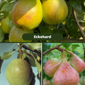 26/1 Eckehard + Desertnaja Rosošanskaja + Suvenīrs