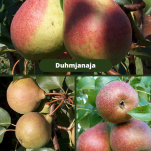 26/3 Jurāte + Duhmjanaja + Mramornaja