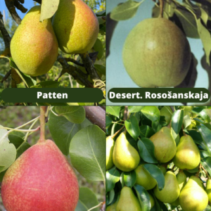 26/5 Patten + Desertnaja Rosošanskaja + Vilma + Pepi
