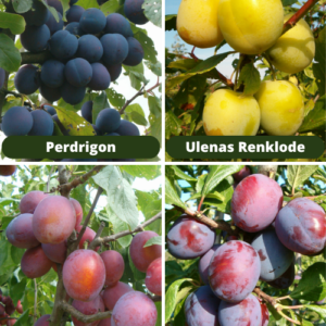 26/11 Perdrigon + Ulenas Renklode + Edinburgas Hercogs + Jubileum