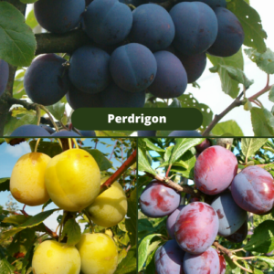 26/11 Perdrigon + Ulenas Renklode + Jubileum