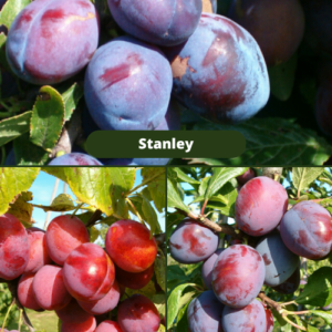 26/8 Stanley + Viktorija + Jubileum