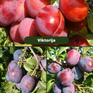 26/3 Violetta + Viktorija + Jubileum