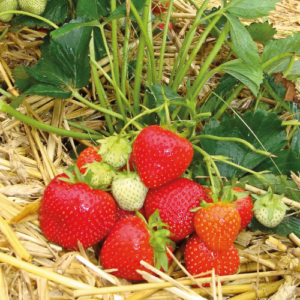 Strawberry 'Sonata' (Kopija) (Kopija)