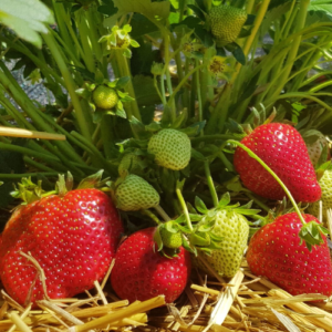 Strawberry 'Sonata' (Kopija)