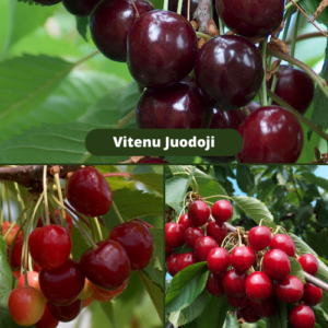 26/5 Agris + Vytenu Juodoji + Nord